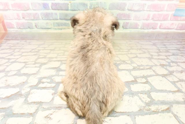 群馬県のシュナマル/マルシュナ(シュナウザー×マルチーズ) (Coo&RIKUDCM館林店/2025年10月15日生まれ/男の子/ソルトペッパー)の子犬の4枚目の画像