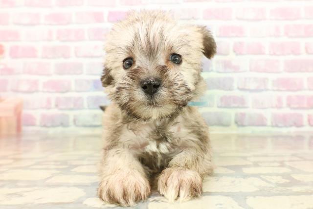 千葉県のシュナマル/マルシュナ(シュナウザー×マルチーズ) (Coo&RIKUアクロスモール新鎌ケ谷店/2025年10月15日生まれ/男の子/ソルトペッパー)の子犬