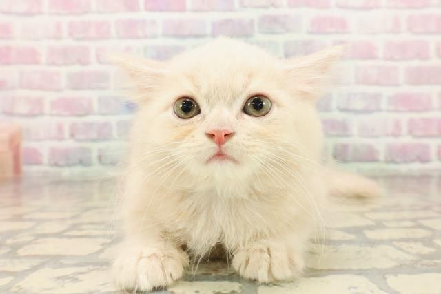 東京都のサイベリアン (Coo&RIKU大久保店/2025年10月7日生まれ/男の子/クリームタビー)の子猫の1枚目の画像