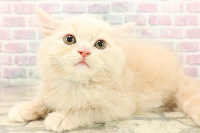 東京都のサイベリアン (Coo&RIKU大久保店/2025年10月7日生まれ/男の子/クリームタビー)の子猫の2枚目の画像