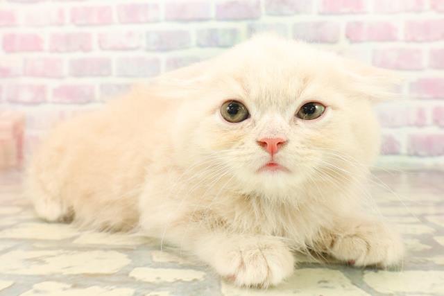 東京都のサイベリアン (Coo&RIKU大久保店/2025年10月7日生まれ/男の子/クリームタビー)の子猫の3枚目の画像