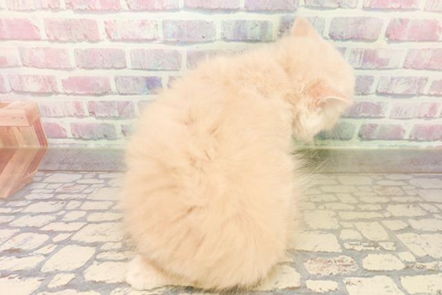 東京都のサイベリアン (Coo&RIKU大久保店/2025年10月7日生まれ/男の子/クリームタビー)の子猫の4枚目の画像