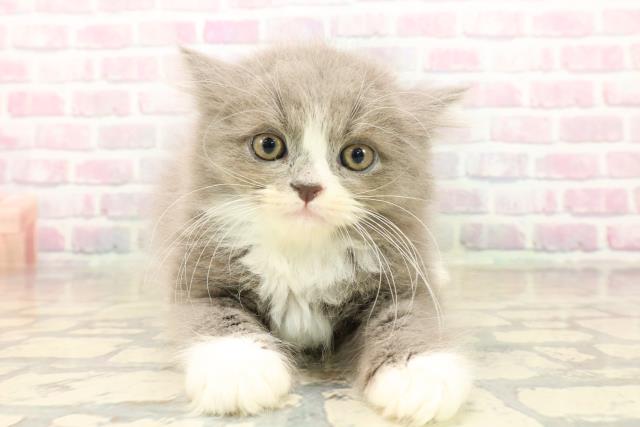 東京都のラガマフィン (Coo&RIKU下北沢店/2025年10月11日生まれ/男の子/ブルーホワイト)の子猫の1枚目の画像