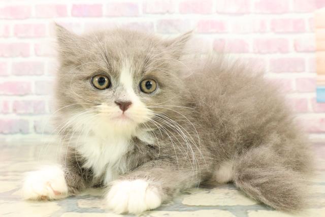 東京都のラガマフィン (Coo&RIKU下北沢店/2025年10月11日生まれ/男の子/ブルーホワイト)の子猫の2枚目の画像