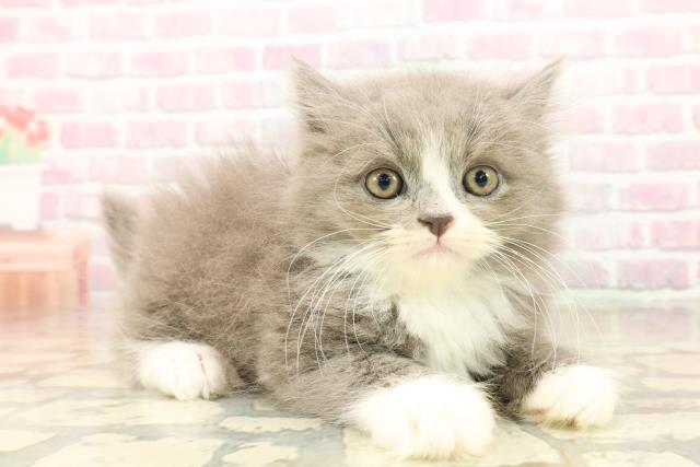 東京都のラガマフィン (Coo&RIKU下北沢店/2025年10月11日生まれ/男の子/ブルーホワイト)の子猫の3枚目の画像