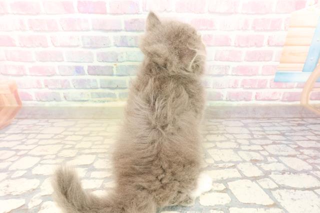 東京都のラガマフィン (Coo&RIKU下北沢店/2025年10月11日生まれ/男の子/ブルーホワイト)の子猫の4枚目の画像