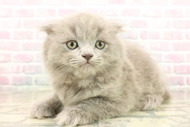東京都のスコティッシュフォールド (Coo&RIKU広尾店/2025年10月15日生まれ/女の子/ブルー)の子猫の2枚目の画像