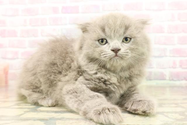 東京都のスコティッシュフォールド (Coo&RIKU広尾店/2025年10月15日生まれ/女の子/ブルー)の子猫の3枚目の画像