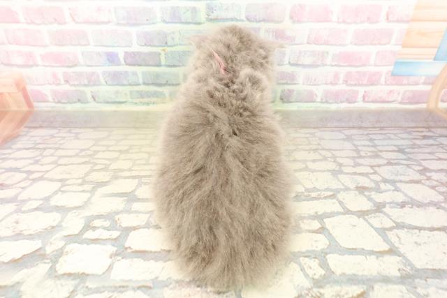 東京都のスコティッシュフォールド (Coo&RIKU広尾店/2025年10月15日生まれ/女の子/ブルー)の子猫の4枚目の画像