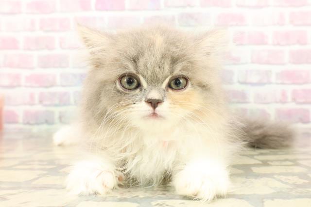 東京都のラガマフィン (Coo&RIKU武蔵小山店/2025年10月10日生まれ/女の子/ダイリュートキャリコ)の子猫