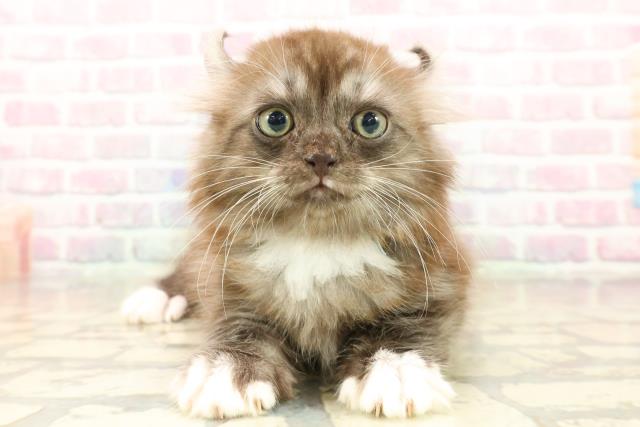 東京都のアメリカンカール (Coo&RIKU大久保店/2025年10月10日生まれ/男の子/シルバータビーホワイト)の子猫の1枚目の画像