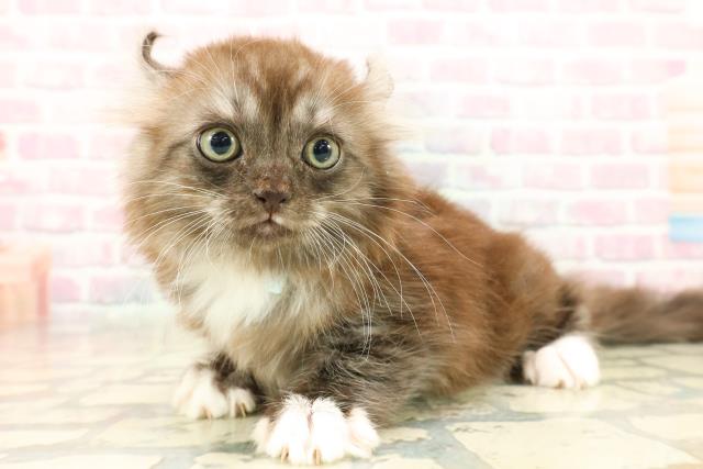 東京都のアメリカンカール (Coo&RIKU大久保店/2025年10月10日生まれ/男の子/シルバータビーホワイト)の子猫の2枚目の画像