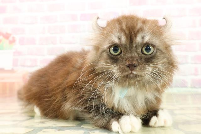 東京都のアメリカンカール (Coo&RIKU大久保店/2025年10月10日生まれ/男の子/シルバータビーホワイト)の子猫の3枚目の画像