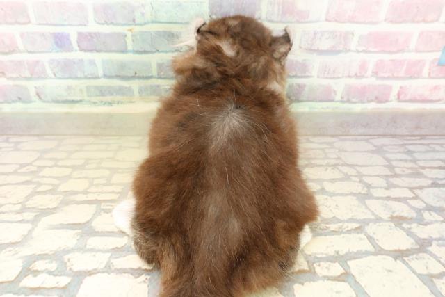 東京都のアメリカンカール (Coo&RIKU大久保店/2025年10月10日生まれ/男の子/シルバータビーホワイト)の子猫の4枚目の画像