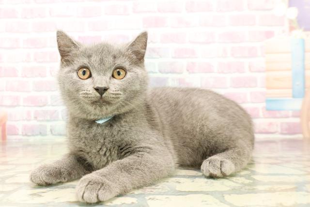 東京都のシャルトリュー (Coo&RIKU広尾店/2025年10月8日生まれ/男の子/ブルー)の子猫の2枚目の画像