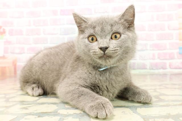 東京都のシャルトリュー (Coo&RIKU広尾店/2025年10月8日生まれ/男の子/ブルー)の子猫の3枚目の画像