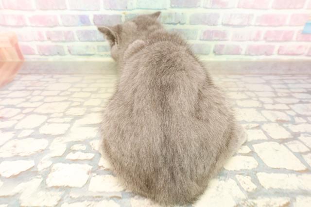 東京都のシャルトリュー (Coo&RIKU広尾店/2025年10月8日生まれ/男の子/ブルー)の子猫の4枚目の画像