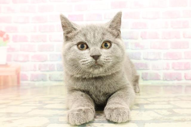 東京都のシャルトリュー (Coo&RIKU自由が丘店/2025年10月8日生まれ/女の子/ブルー)の子猫の1枚目の画像