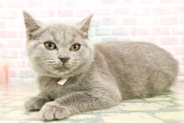 東京都のシャルトリュー (Coo&RIKU自由が丘店/2025年10月8日生まれ/女の子/ブルー)の子猫の2枚目の画像