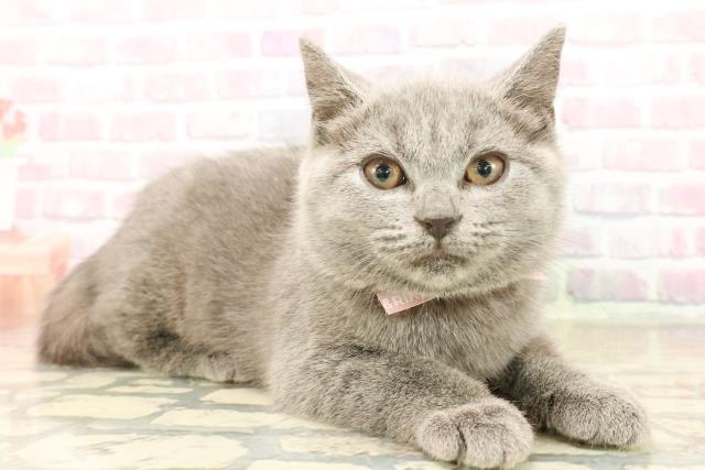 東京都のシャルトリュー (Coo&RIKU自由が丘店/2025年10月8日生まれ/女の子/ブルー)の子猫の3枚目の画像