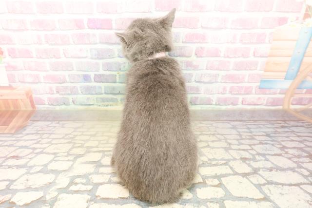 東京都のシャルトリュー (Coo&RIKU自由が丘店/2025年10月8日生まれ/女の子/ブルー)の子猫の4枚目の画像