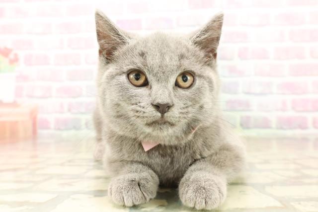 東京都のシャルトリュー (Coo&RIKU阿佐ヶ谷店/2025年10月8日生まれ/女の子/ブルー)の子猫の1枚目の画像