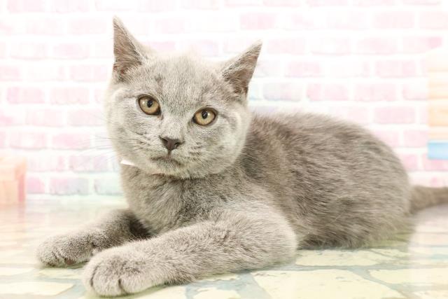 東京都のシャルトリュー (Coo&RIKU阿佐ヶ谷店/2025年10月8日生まれ/女の子/ブルー)の子猫の2枚目の画像