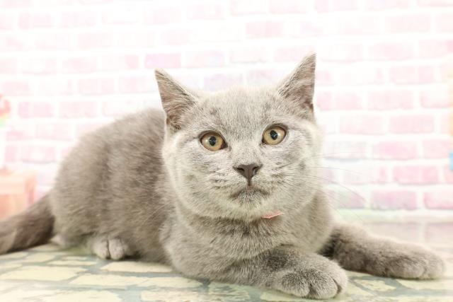 東京都のシャルトリュー (Coo&RIKU阿佐ヶ谷店/2025年10月8日生まれ/女の子/ブルー)の子猫の3枚目の画像