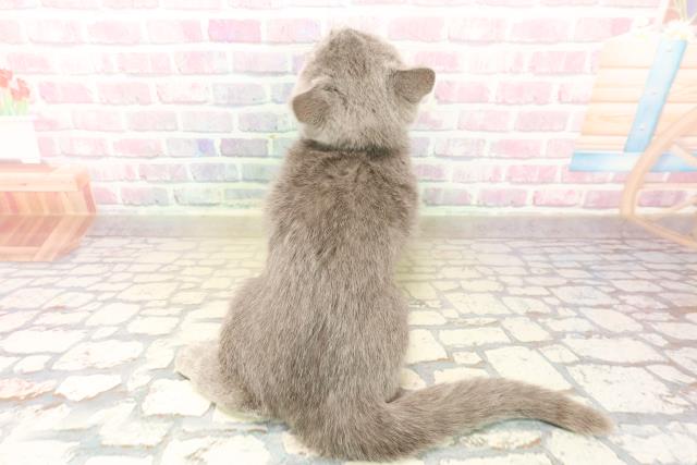 東京都のシャルトリュー (Coo&RIKU阿佐ヶ谷店/2025年10月8日生まれ/女の子/ブルー)の子猫の4枚目の画像