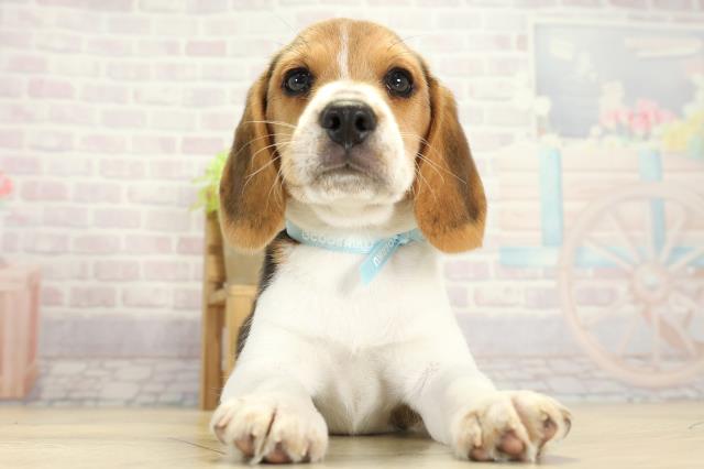 岐阜県のビーグル (Coo&RIKU各務原店/2025年10月15日生まれ/男の子/ブラックタンホワイト)の子犬