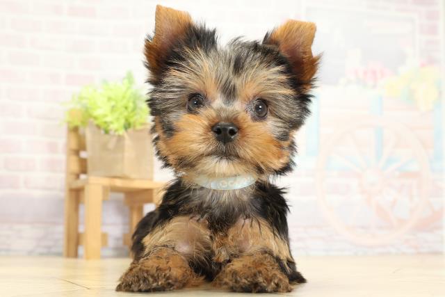 愛知県のヨークシャーテリア (Coo&RIKU東海一宮店/2025年10月12日生まれ/男の子/スチールブルータン)の子犬の1枚目の画像