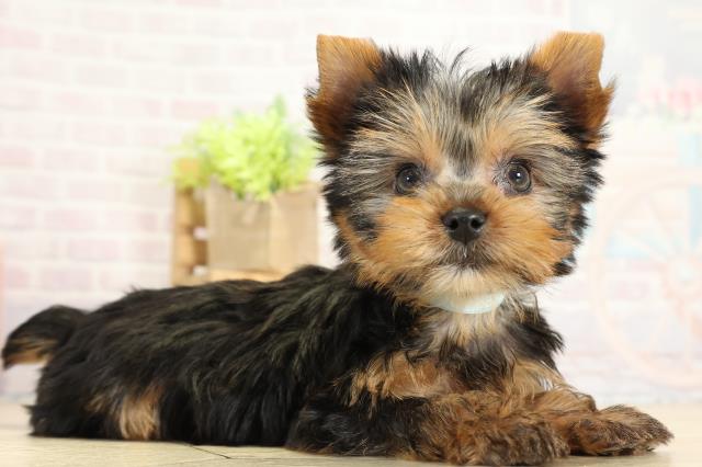 愛知県のヨークシャーテリア (Coo&RIKU東海一宮店/2025年10月12日生まれ/男の子/スチールブルータン)の子犬の2枚目の画像