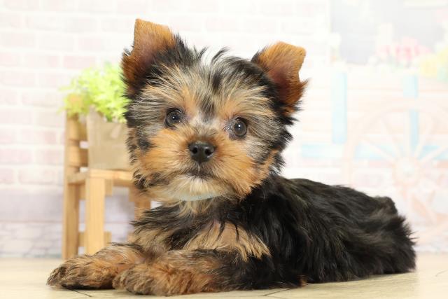 愛知県のヨークシャーテリア (Coo&RIKU東海一宮店/2025年10月12日生まれ/男の子/スチールブルータン)の子犬の3枚目の画像