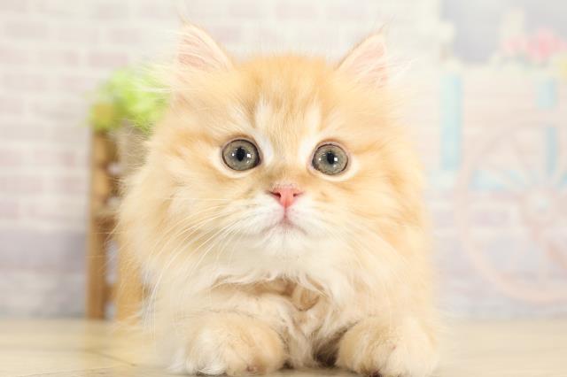 静岡県のミヌエット (Coo&RIKU沼津店/2025年10月14日生まれ/女の子/レッドタビー)の子猫の1枚目の画像