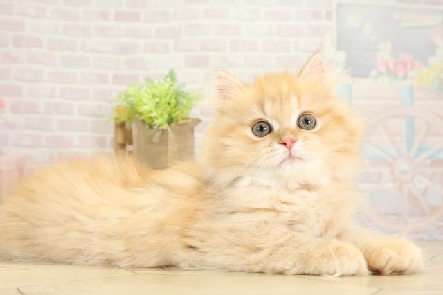 静岡県のミヌエット (Coo&RIKU沼津店/2025年10月14日生まれ/女の子/レッドタビー)の子猫の2枚目の画像