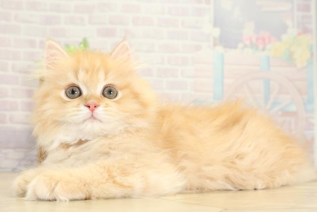 静岡県のミヌエット (Coo&RIKU沼津店/2025年10月14日生まれ/女の子/レッドタビー)の子猫の3枚目の画像