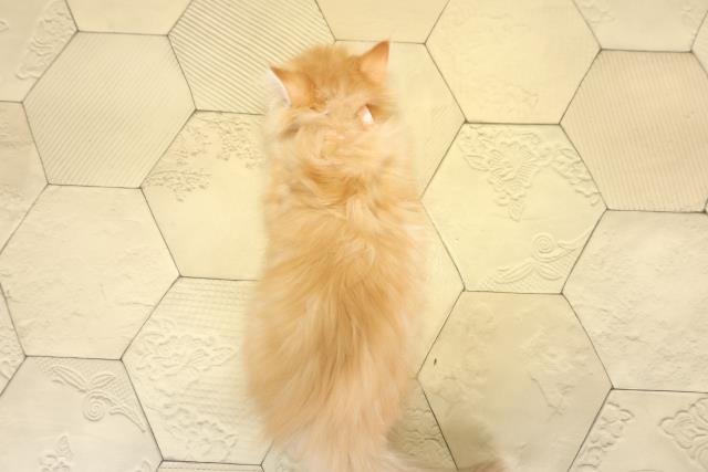 静岡県のミヌエット (Coo&RIKU沼津店/2025年10月14日生まれ/女の子/レッドタビー)の子猫の4枚目の画像