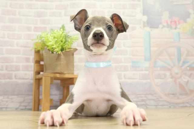 岐阜県のイタリアングレーハウンド (Coo&RIKU各務原店/2025年10月15日生まれ/男の子/ブルーホワイト)の子犬の1枚目の画像