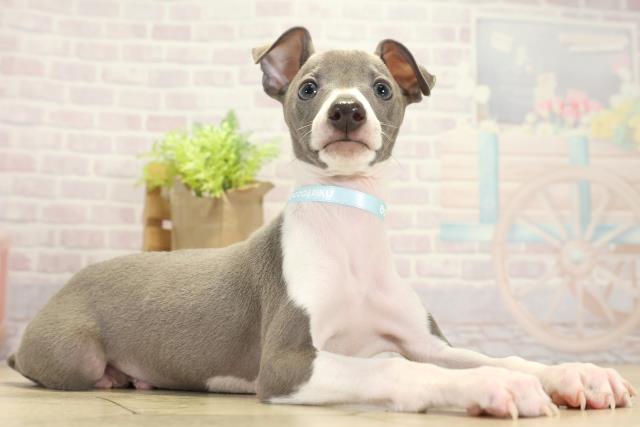 岐阜県のイタリアングレーハウンド (Coo&RIKU各務原店/2025年10月15日生まれ/男の子/ブルーホワイト)の子犬の2枚目の画像