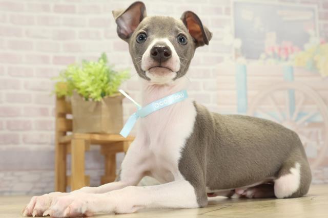 岐阜県のイタリアングレーハウンド (Coo&RIKU各務原店/2025年10月15日生まれ/男の子/ブルーホワイト)の子犬の3枚目の画像