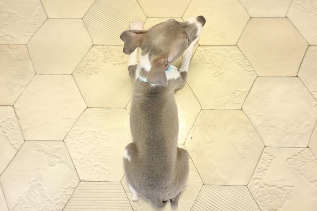 岐阜県のイタリアングレーハウンド (Coo&RIKU各務原店/2025年10月15日生まれ/男の子/ブルーホワイト)の子犬の4枚目の画像