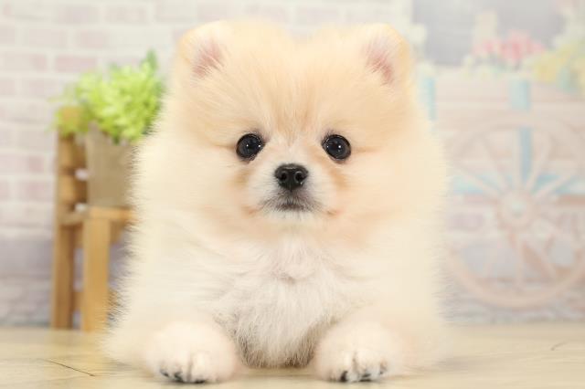 愛知県のポメラニアン (Coo&RIKU春日井店/2025年10月14日生まれ/女の子/クリーム)の子犬の1枚目の画像