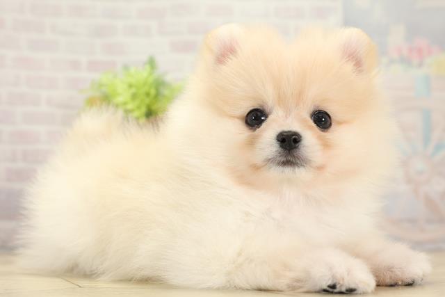 愛知県のポメラニアン (Coo&RIKU春日井店/2025年10月14日生まれ/女の子/クリーム)の子犬の2枚目の画像