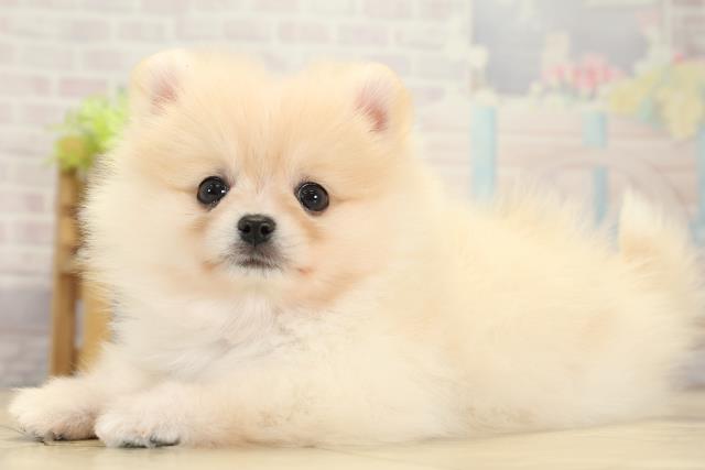 愛知県のポメラニアン (Coo&RIKU春日井店/2025年10月14日生まれ/女の子/クリーム)の子犬の3枚目の画像