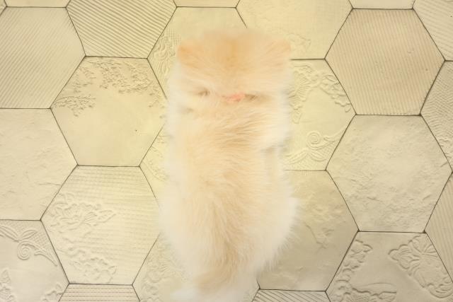 愛知県のポメラニアン (Coo&RIKU春日井店/2025年10月14日生まれ/女の子/クリーム)の子犬の4枚目の画像