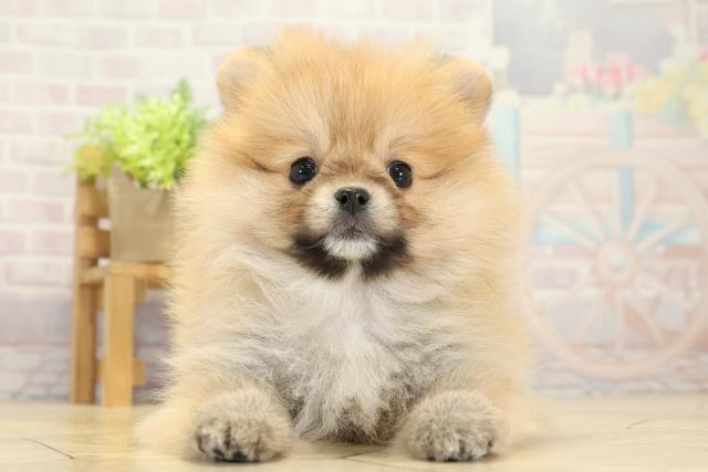 岐阜県のポメラニアン (Coo&RIKU岐阜店/2025年10月14日生まれ/男の子/オレンジセーブル)の子犬の1枚目の画像