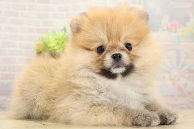 岐阜県のポメラニアン (Coo&RIKU岐阜店/2025年10月14日生まれ/男の子/オレンジセーブル)の子犬の2枚目の画像