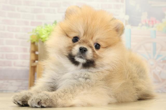 岐阜県のポメラニアン (Coo&RIKU岐阜店/2025年10月14日生まれ/男の子/オレンジセーブル)の子犬の3枚目の画像