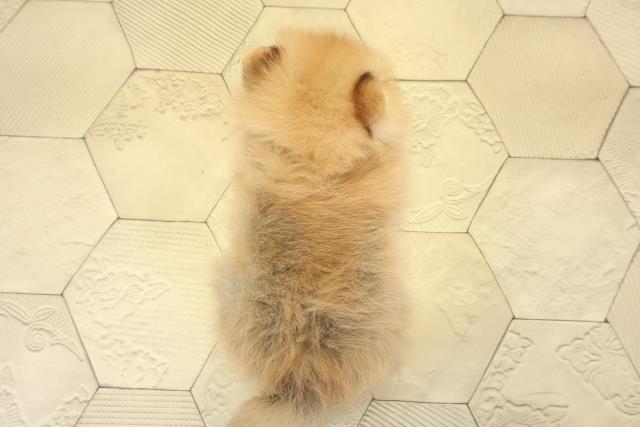 岐阜県のポメラニアン (Coo&RIKU岐阜店/2025年10月14日生まれ/男の子/オレンジセーブル)の子犬の4枚目の画像