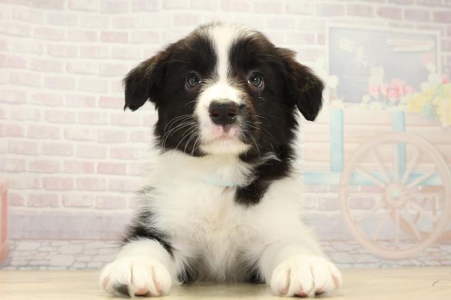愛知県のボーダーコリー (Coo&RIKU東海一宮店/2025年10月14日生まれ/男の子/ブラックホワイト)の子犬の1枚目の画像